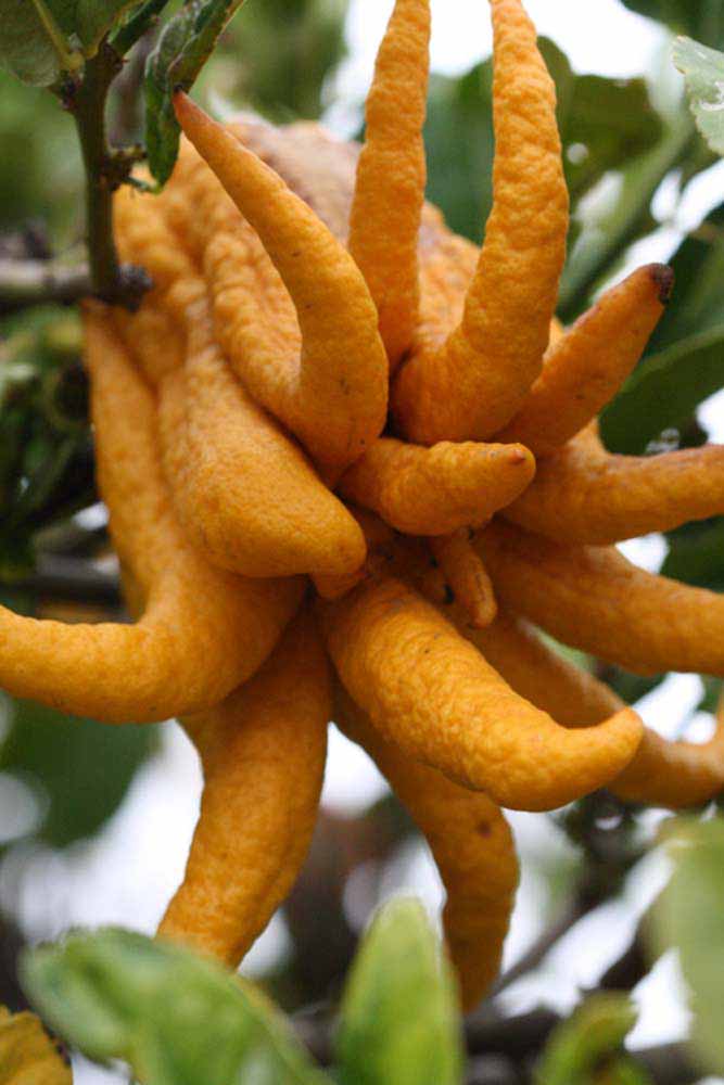 Fruit (Riverside, CA)   